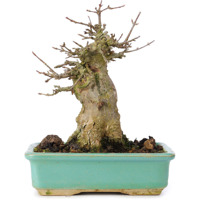 Acer buergerianum, 15 cm, ± 35 ans