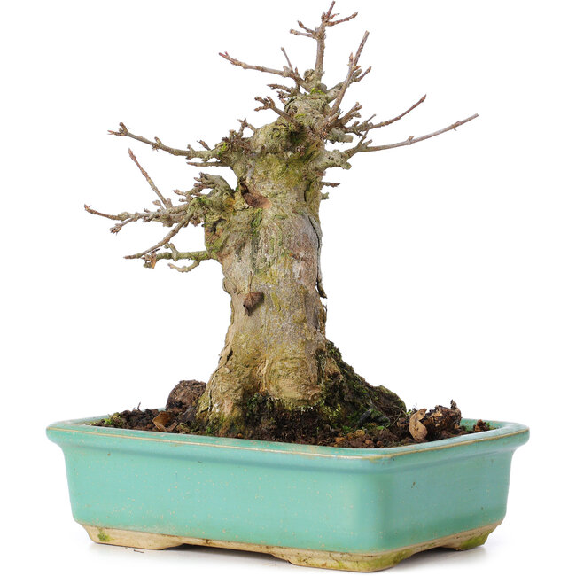 Acer buergerianum, 15 cm, ± 35 jaar oud