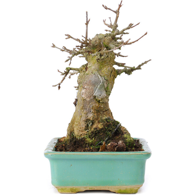 Acer buergerianum, 15 cm, ± 35 jaar oud