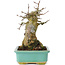 Acer buergerianum, 15 cm, ± 35 Jahre alt