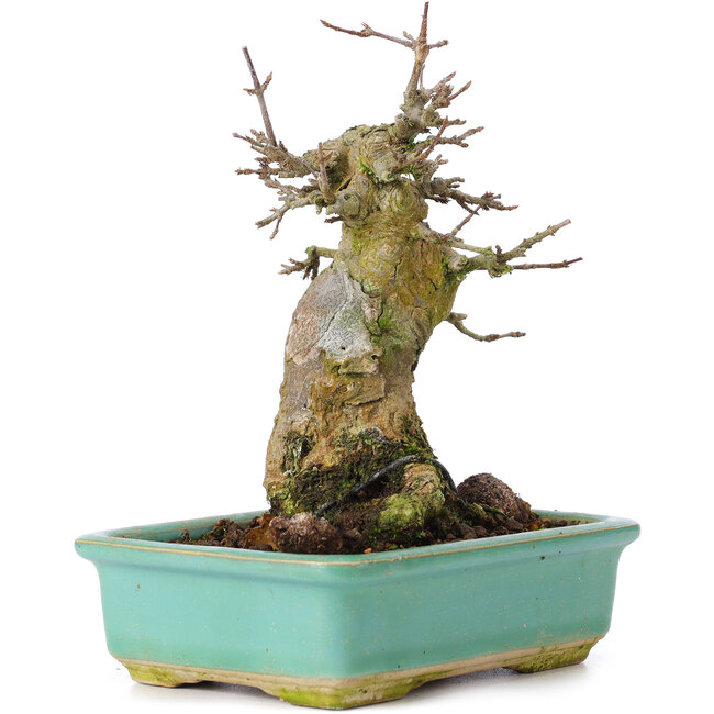 Acer buergerianum, 15 cm, ± 35 anni