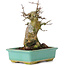 Acer buergerianum, 15 cm, ± 35 Jahre alt