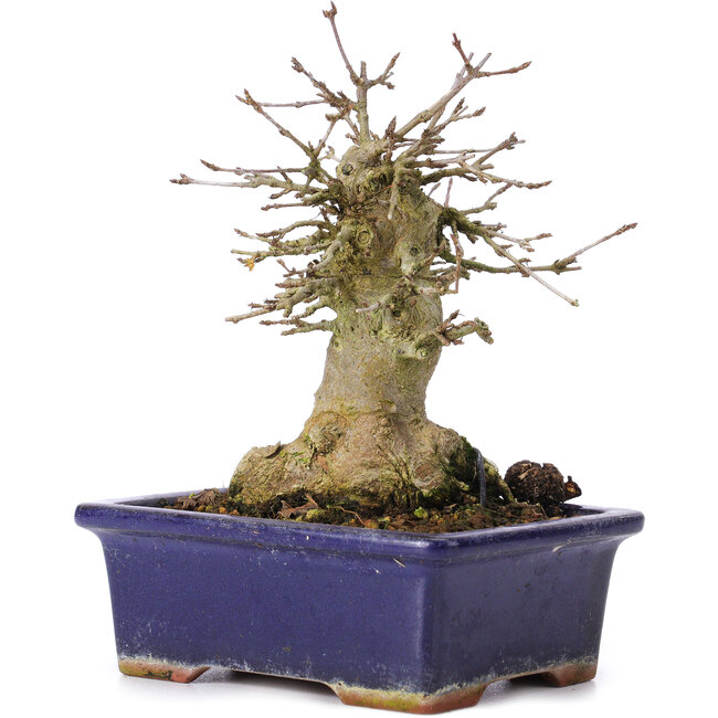 Acer buergerianum, 15 cm, ± 35 ans