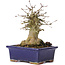 Acer buergerianum, 15 cm, ± 35 ans