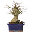 Acer buergerianum, 15 cm, ± 35 ans
