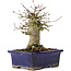 Acer buergerianum, 15 cm, ± 35 ans