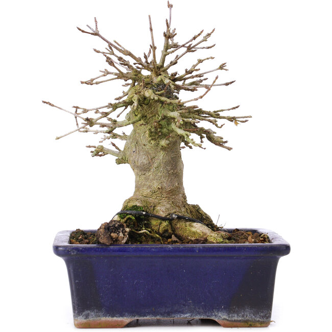 Acer buergerianum, 15 cm, ± 35 jaar oud