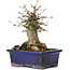 Acer buergerianum, 15 cm, ± 35 anni