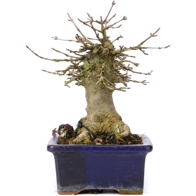 Acer buergerianum, 15 cm, ± 35 anni