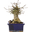 Acer buergerianum, 15 cm, ± 35 anni