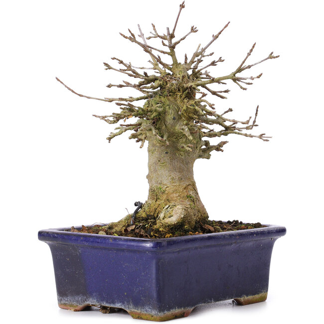 Acer buergerianum, 15 cm, ± 35 anni