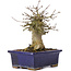 Acer buergerianum, 15 cm, ± 35 years old