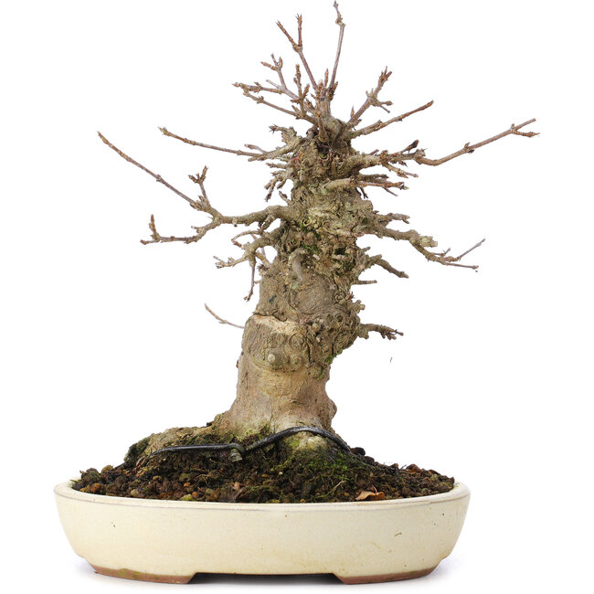 Acer buergerianum, 16,5 cm, ± 35 ans