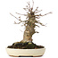 Acer buergerianum, 16,5 cm, ± 35 years old