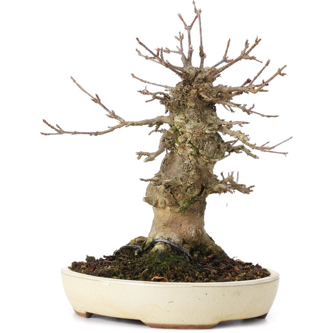 Acer buergerianum, 16,5 cm, ± 35 years old