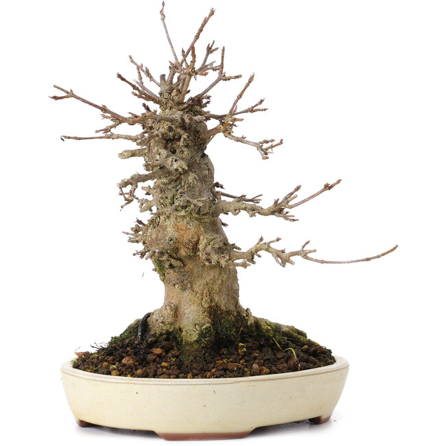 Acer buergerianum, 16,5 cm, ± 35 ans