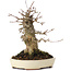 Acer buergerianum, 16,5 cm, ± 35 ans