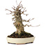 Acer buergerianum, 16,5 cm, ± 35 years old