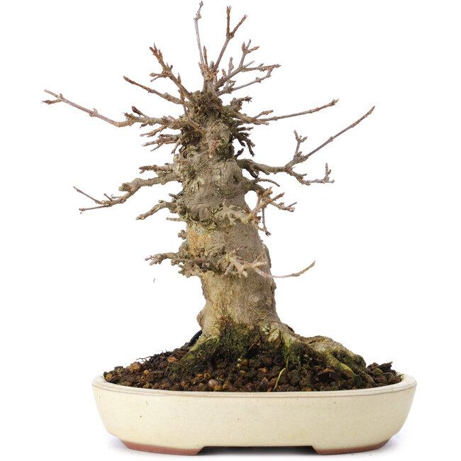 Acer buergerianum, 16,5 cm, ± 35 Jahre alt