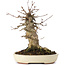 Acer buergerianum, 16,5 cm, ± 35 ans
