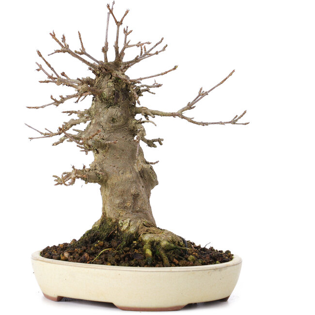 Acer buergerianum, 16,5 cm, ± 35 jaar oud