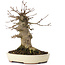 Acer buergerianum, 16,5 cm, ± 35 jaar oud