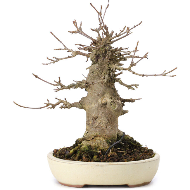 Acer buergerianum, 16,5 cm, ± 35 ans