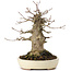 Acer buergerianum, 16,5 cm, ± 35 years old
