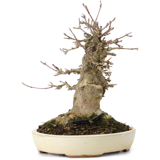 Acer buergerianum, 16,5 cm, ± 35 anni