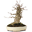 Acer buergerianum, 16,5 cm, ± 35 Jahre alt