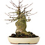 Acer buergerianum, 16 cm, ± 35 ans