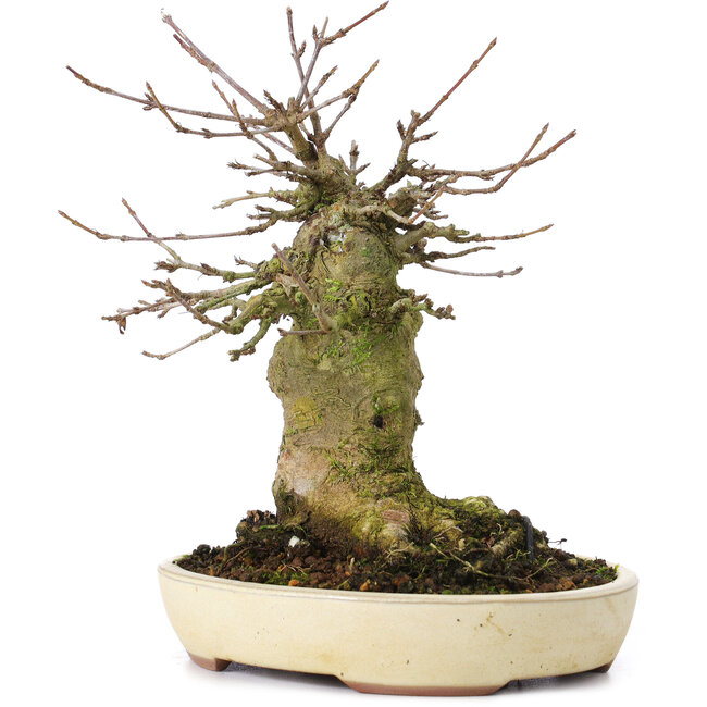 Acer buergerianum, 16 cm, ± 35 years old