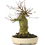 Acer buergerianum, 16 cm, ± 35 ans