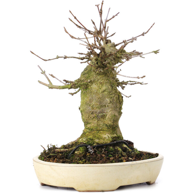 Acer buergerianum, 16 cm, ± 35 years old