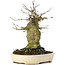 Acer buergerianum, 16 cm, ± 35 ans