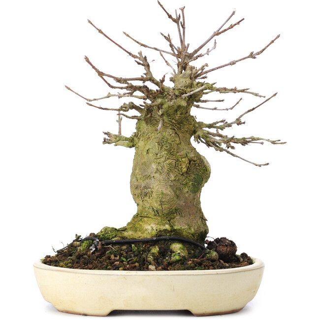 Acer buergerianum, 16 cm, ± 35 years old