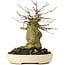 Acer buergerianum, 16 cm, ± 35 ans