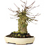 Acer buergerianum, 16 cm, ± 35 ans