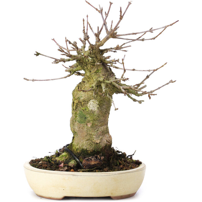 Acer buergerianum, 16 cm, ± 35 anni