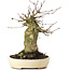 Acer buergerianum, 16 cm, ± 35 years old