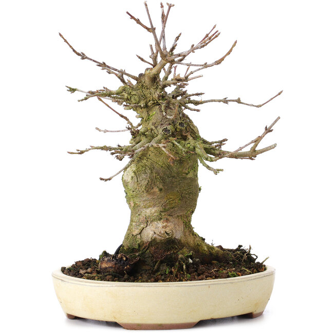 Acer buergerianum, 16 cm, ± 35 jaar oud