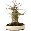 Acer buergerianum, 16 cm, ± 35 ans