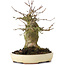 Acer buergerianum, 16 cm, ± 35 years old