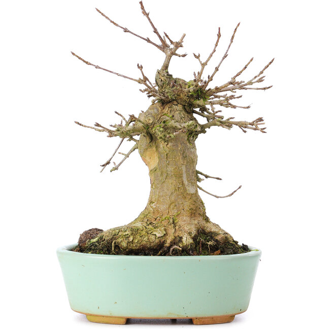 Acer buergerianum, 15,5 cm, ± 35 ans