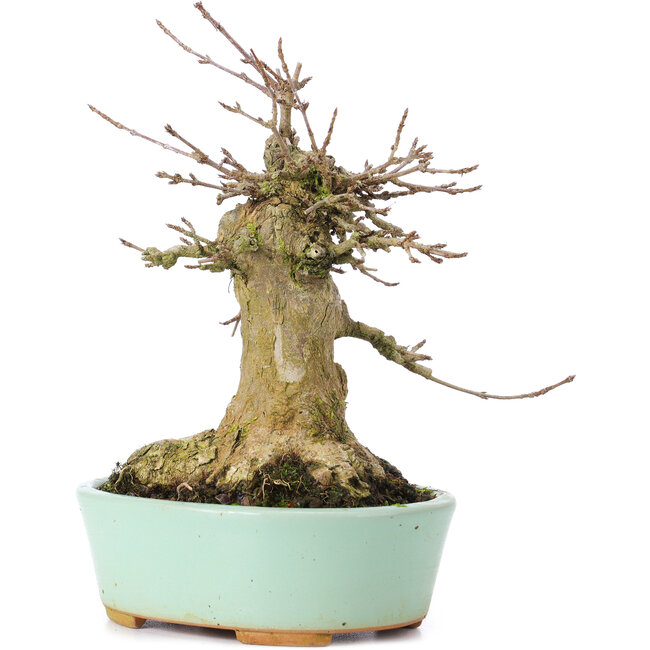 Acer buergerianum, 15,5 cm, ± 35 jaar oud