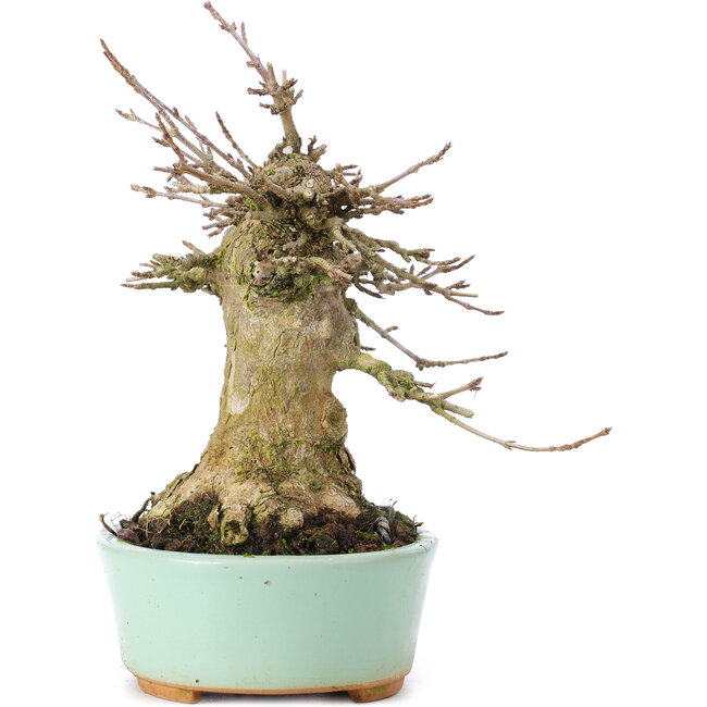 Acer buergerianum, 15,5 cm, ± 35 ans