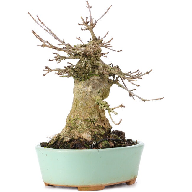 Acer buergerianum, 15,5 cm, ± 35 Jahre alt