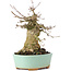 Acer buergerianum, 15,5 cm, ± 35 ans