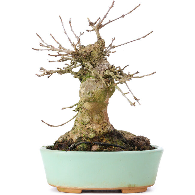 Acer buergerianum, 15,5 cm, ± 35 years old