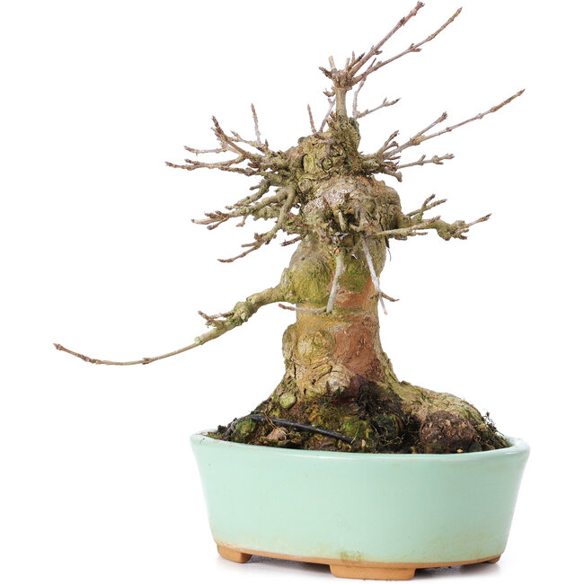 Acer buergerianum, 15,5 cm, ± 35 ans